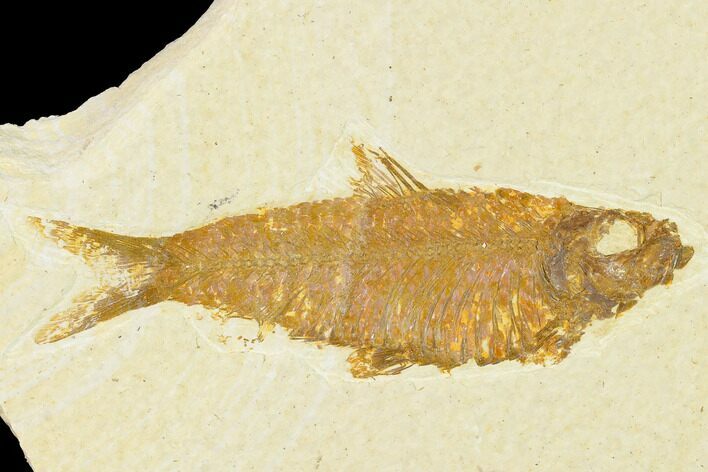 Detailed Fossil Fish (Knightia) - Wyoming #155472